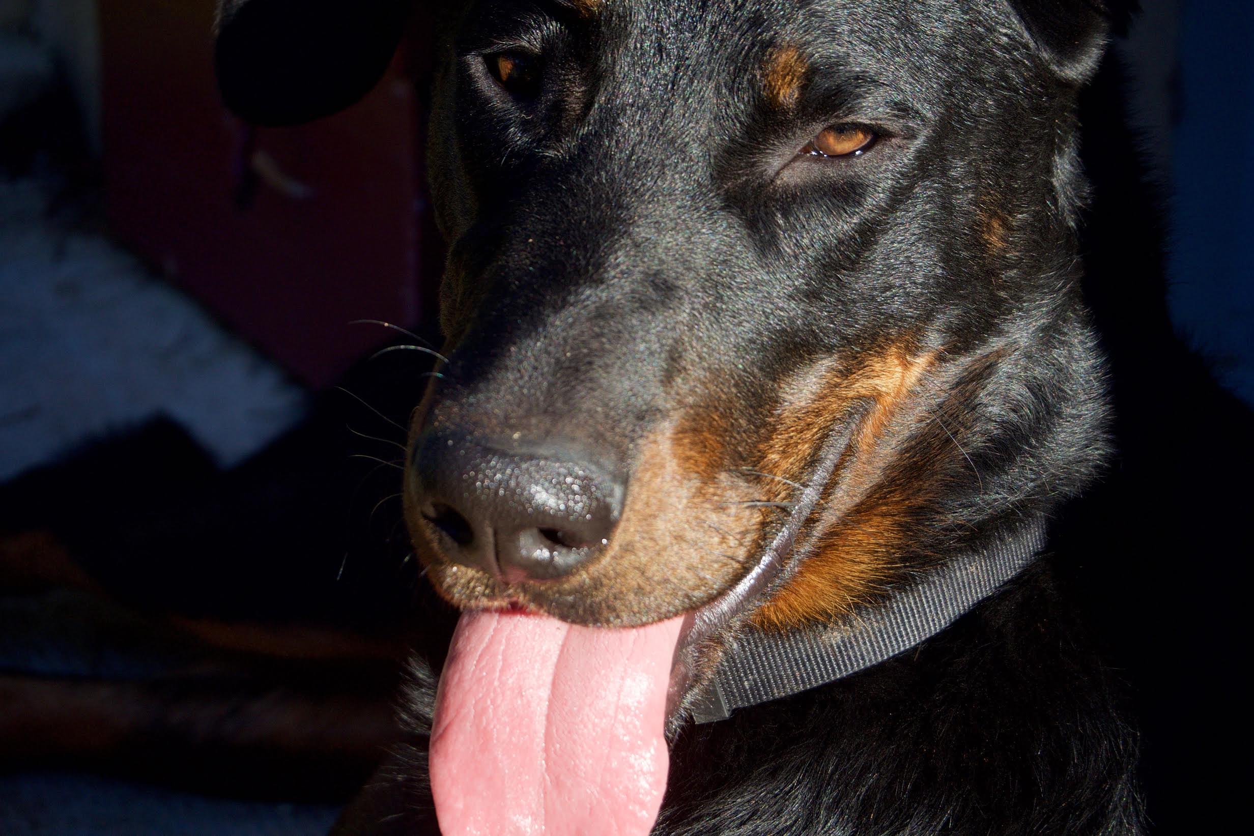 domainedelalicorne.fr photo chien beauceron photo chiot beauceron Elevage de beauceron chiot beauceron pure race élevage du clos de la licorne elevage des gardiens de la licorne elevage beauceron noir et feu authentique gros gabarits élevage de Beauceron familial sérieux et qualité domainedelalicorne.fr suivi des chiots conseil d’éducation chiot propre bas rouge santé caractère spécialiste du beauceron noir et feu ou arlequin chien rustique berger de France  nos chiots sont élevés avec amour et attention notre passion au service de la qualité Beauceron de qualité et sportif domaine de la licorne 04380 BARRAS élevage en liberté éleveur berger de beauce élevage de beauceron de travail 06 11 20 51 93 site domainedelalicorne.fr mail domainedelalicorne@gmail.com